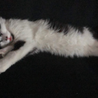 Tuxedo (Smokin) Kedi, Kedi  Asil fotoğrafı