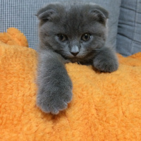 Scottish Fold, Kedi  Minerva fotoğrafı