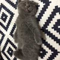 Scottish Fold, Kedi  Minerva fotoğrafı