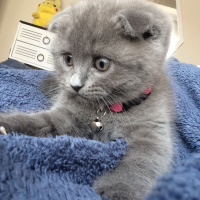 Scottish Fold, Kedi  Minerva fotoğrafı