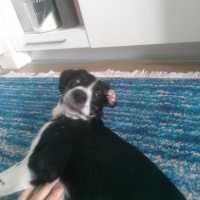 Pointer, Köpek  Lümon fotoğrafı