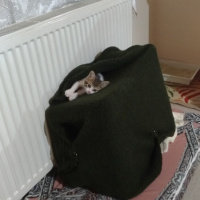 Tekir Kedi, Kedi  Hero fotoğrafı