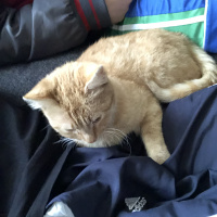 Sarman, Kedi  Fikriye fotoğrafı