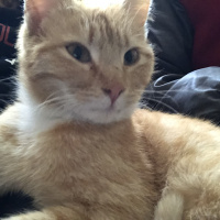 Sarman, Kedi  Fikriye fotoğrafı