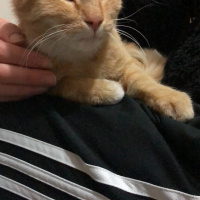 Sarman, Kedi  Fikriye fotoğrafı