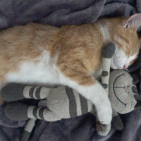 Sarman, Kedi  zuzu fotoğrafı