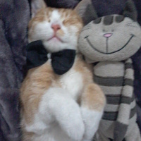 Sarman, Kedi  zuzu fotoğrafı