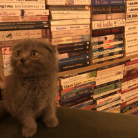 Scottish Fold, Kedi  Lily fotoğrafı