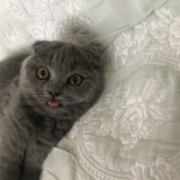 Scottish Fold, Kedi  Lily fotoğrafı