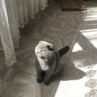 Scottish Fold, Kedi  Lily fotoğrafı