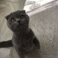 Scottish Fold, Kedi  Lily fotoğrafı