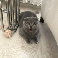 Scottish Fold, Kedi  Lily fotoğrafı