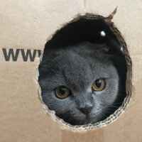 Scottish Fold, Kedi  Lily fotoğrafı