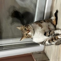 Tekir Kedi, Kedi  BEHLÜL fotoğrafı