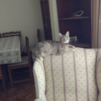 Tekir Kedi, Kedi  Nienna fotoğrafı