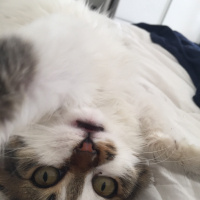 Ankara Kedisi, Kedi  Şapşik fotoğrafı