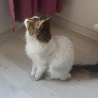 Ankara Kedisi, Kedi  Şapşik fotoğrafı
