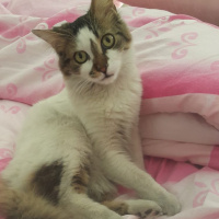 Ankara Kedisi, Kedi  Şapşik fotoğrafı