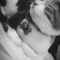 Tekir Kedi, Kedi  Hera fotoğrafı