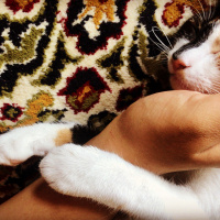 Tekir Kedi, Kedi  Hera fotoğrafı