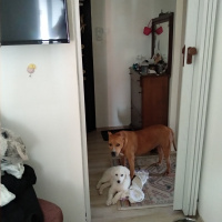 Golden Retriever, Köpek  Adı daha yok alan kişi koyar fotoğrafı