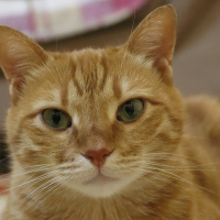 Sarman, Kedi  Rima fotoğrafı