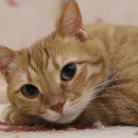 Sarman, Kedi  Rima fotoğrafı