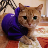 Sarman, Kedi  Rima fotoğrafı