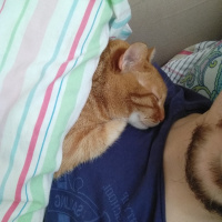 Sarman, Kedi  Rima fotoğrafı