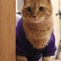 Sarman, Kedi  Rima fotoğrafı