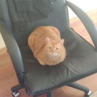 Sarman, Kedi  Rima fotoğrafı