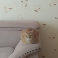 Sarman, Kedi  Rima fotoğrafı