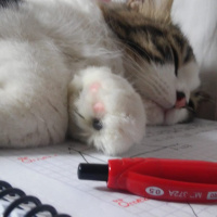 Tekir Kedi, Kedi  Pars fotoğrafı