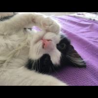 Tuxedo (Smokin) Kedi, Kedi  Şukufe fotoğrafı
