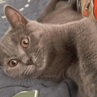 British Shorthair, Kedi  Arya fotoğrafı
