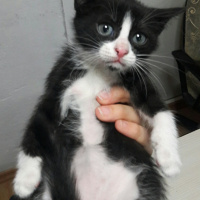 Tekir Kedi, Kedi  Tekir fotoğrafı