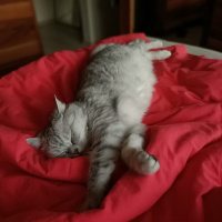 British Shorthair, Kedi  Çakıl fotoğrafı