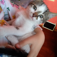 Tekir Kedi, Kedi  Yagmur ve boncuk fotoğrafı