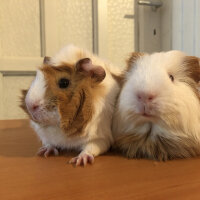 Guinea Pig, Kemirgen  Bıdık fotoğrafı