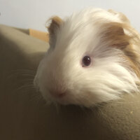 Guinea Pig, Kemirgen  Bıdık fotoğrafı