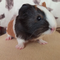 Guinea Pig, Kemirgen  Bıdık fotoğrafı