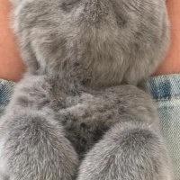 British Shorthair, Kedi  Maya fotoğrafı