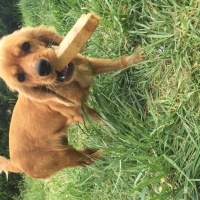 Amerikan Cocker Spaniel, Köpek  Maya fotoğrafı