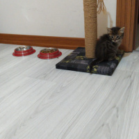 Tekir Kedi, Kedi  3 haftalık kedi fotoğrafı