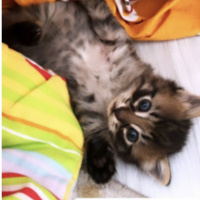 Tekir Kedi, Kedi  3 haftalık kedi fotoğrafı