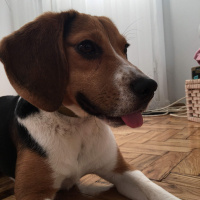 Beagle, Köpek  Bonnie fotoğrafı