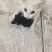 Ankara Kedisi, Kedi  Pamuk fotoğrafı