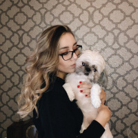 Shih Tzu, Köpek  Fluffy fotoğrafı