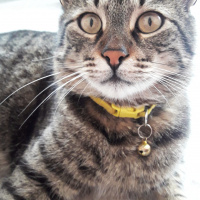 Tekir Kedi, Kedi  Minnoş fotoğrafı