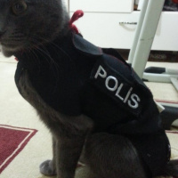 British Shorthair, Kedi  Gece fotoğrafı